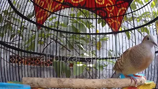 perkutut silver manggung di iringngi perkutut lokal 