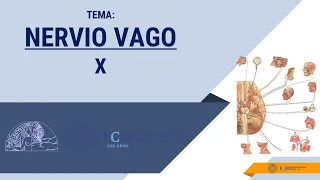 Sistema Nervioso  Nervios Craneales  Nervio Neumogástrico X