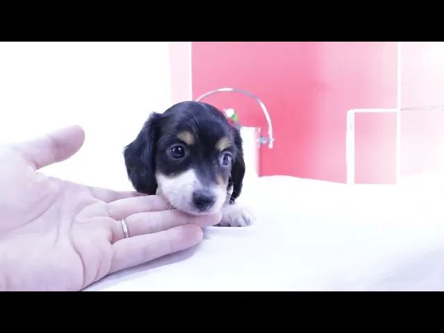 動画
