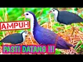 Download Lagu 💥 suara burung ruak ruak memanggil teman nya