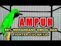 Lagu masteran cucak ijo full isian || makin ganas dengan variasi tembakan super.