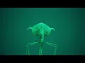 There s always a big fish Magnapinna squid found footage