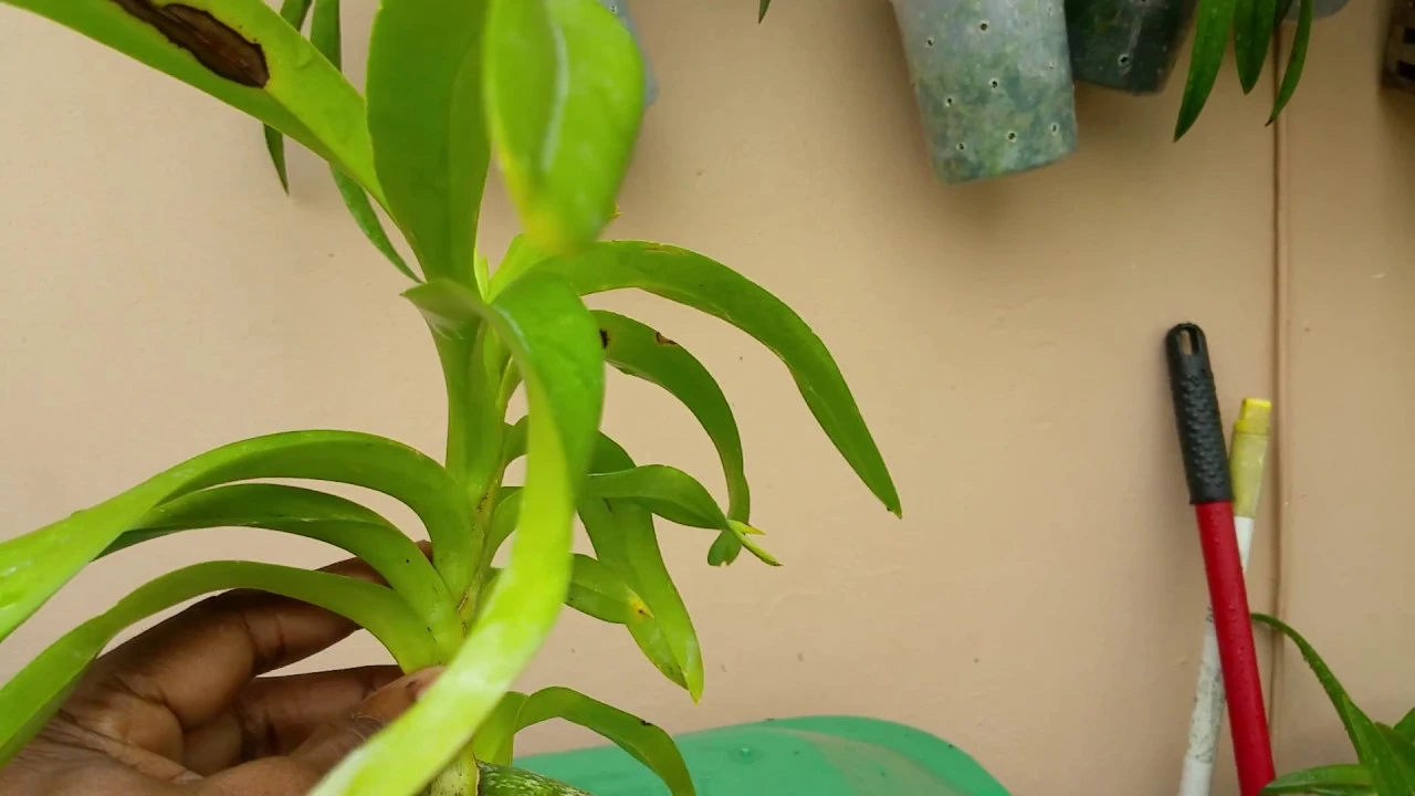 VANDA ORCHID EXTREME PROPAGATION