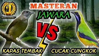 kapas tembak vs cucak cungkok masteran tembakan speed rapat paling disukai juri dan kicau mania
