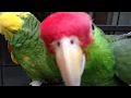 Double Yellowhead Amazon and Red-Crowned Amazon Parrots