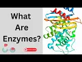 What Are Enzymes Enzymes in Our Body Functions Enzymes Explained Simply