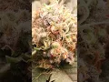 Download Lagu Blow-Up Buds After the Fail – White Widow Mid-Bloom Check! 💥🌱