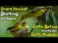 Download Lagu Suara burung SIRTU BETINA dan SIRTU ANAKAN - kombinasi suara pikat paling ampuh