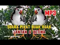Download Lagu SUARA PIKAT RUAK RUAK JANTAN DAN BETINA VERSI TERBARU 2025