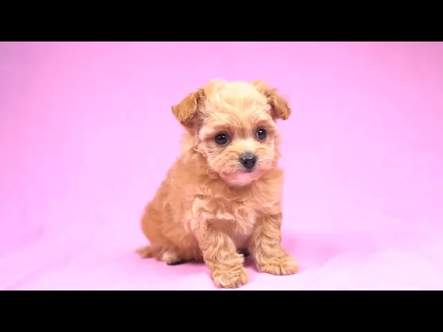動画