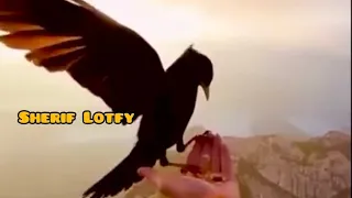 على الحجار كل الجروح ليها دوا نسخة كاملة  على الحجار كل الجروح ليها دوا نسخة كاملة