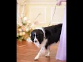 Download Lagu Your Dream Wedding in London Featuring the Most Adorable Dog Ever!