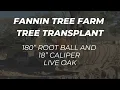 Fannin Tree Farm - Tree Transplant Project Feb 2024