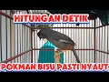 Download Lagu poksay Mandarin gacor cocok untuk pancingan poksay MANDARIN malas bunyi