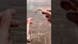 Sloth Claws are Fabulous but are they Dangerous