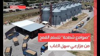 صوامع شطحة تتسلم القمح من مزارعي سهل الغاب 