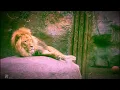 【歌詞付き】 君の為のキミノウタ - 川崎鷹也