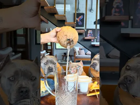 Picolé de Abacaxi com Água de Coco 💛💛💛🐾