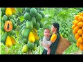 Lagu Single Mother Harvests Papayas - Builds Her Bamboo Home | Quiet Life in the Forest