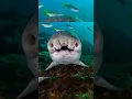 Animals with Down syndrome