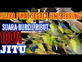 Download Lagu ini baru biangnya pikat || SUARA PIKAT SEGALA JENIS BURCIL LIAR PALING AMPUH