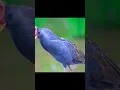 Download Lagu Ayam air #hewanliar #hewan #hutan