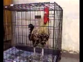 Lagu Ayam Ketawa dengan suara kuntilanak