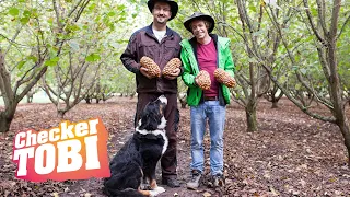 Der Nuss Check Reportage Für Kinder Checker Tobi 