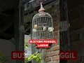Download Lagu PLECI BUSTOMI PANGGIL LAWAN #birds #kicaumania #pleciisian #pleciwitwit #burung #pancinganplecigacor