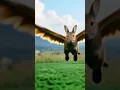 Download Lagu Wait For It... The Flying Rabbit! 🐰✈️