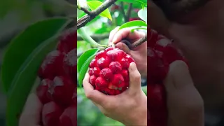 Mera Mera No Mi Fruit Is Real 