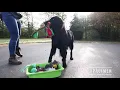 Download Lagu Trucjes Cursus voor honden - Voor kinderen en iedereen die zich jong voelt