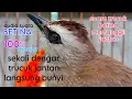 Download Lagu SUARA TRUCUKAN BETINA MEMANGGIL JANTAN audio 1 jam full