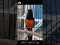 Download Lagu Murai batu gacor materi suara burung ruak-ruak