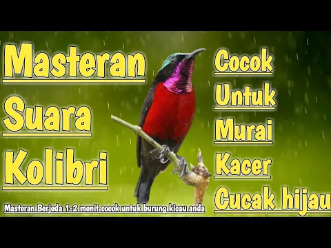 Download MP3 MASTERAN SUARA KOLIBRI || COCOK UNTUK BURUNG MURAI, KACER, & CUCAK HIJAU
