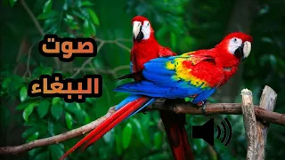 صوت الببغاء للمونتاج Sound Effect 