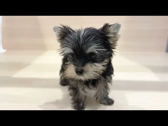動画