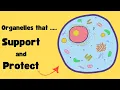 Organelles that SUPPORT and PROTECT the CELL - CELL MEMBRANE