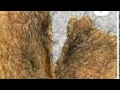 BRAZILIAN LINE SUGAR WAXING FOR BEGINNERS