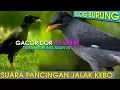 Download Lagu SUARA BURUNG JALAK KEBO _TEMBAKAN KERAS SI SANGAR JALAK KEBO - KICAUMANIA