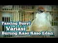 Download Lagu Pancing Suara Kaso Kaso Gacor Bakal Cepat Respon Burung Kaso Kaso Bahan