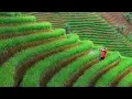 Download Lagu SULING SUNDA DENGAN KICAU BURUNG MERDU
