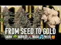 Download Lagu Seed to LIVE ROSIN, From Start To Gold!
