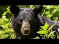 Cass County MN Urges Precautions With Increase in Bear Activity Lakeland News