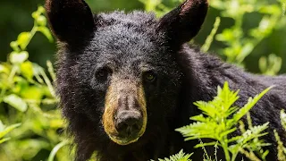 Cass County MN Urges Precautions With Increase in Bear Activity Lakeland News
