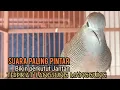 Download Lagu perkutut lokal gacor suara perkutut betina 100% MEMIKAT Jantan Langsung NYAUT MANGGUNG