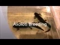 Axolotl Breeding