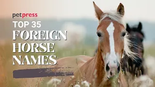 Top 35 Foreign Horse Names You ve Never Heard Of With Meanings PetPress