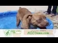 Monthly Donations for HSOY