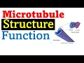 Microtubule structure and function